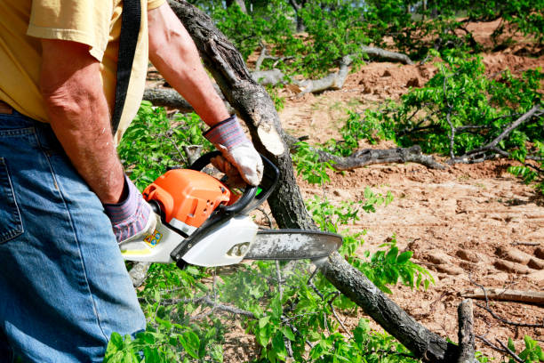 Wills Point, TX Tree Services Company